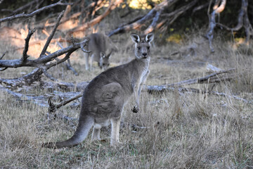 Eastern grey kangaroo at at Westerfolds Park near Melbourne, Australia