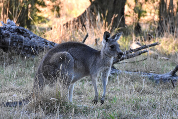 Naklejka na ściany i meble Eastern grey kangaroo at at Westerfolds Park near Melbourne, Australia