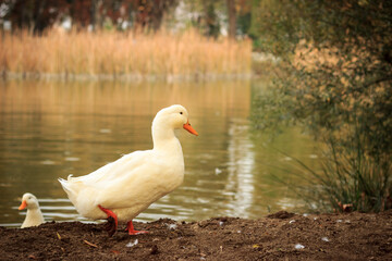 Cute white duck with orange bill and feet walking near lake