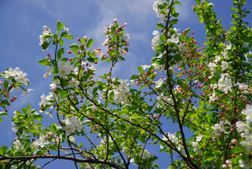 林檎の花