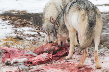 Grey Wolves (Canis lupus) Heads Together Sniffing at Bloody Deer Kill Winter