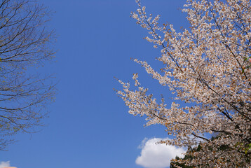 青空と桜