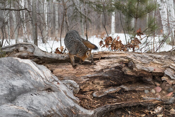 Grey Fox (Urocyon cinereoargenteus) Stands Atop Log Sniffing Winter