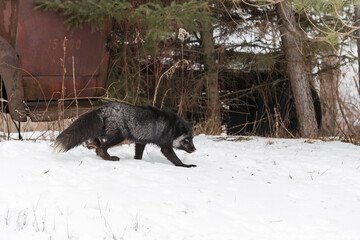 Silver Fox (Vulpes vulpes) Walks Right in Front of Old Truck in Woods Winter