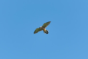 A kestrel hovering in the sky while hunting for food