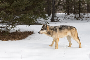 Grey Wolf (Canis lupus) Stands Near Pine Tree Looking Left Winter