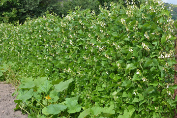 Beans weaving on a vertical fence in the garden