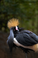Beautiful black crowned crane with its beak among the feathers with precious and bright colors in a zoo in Valencia, Spain