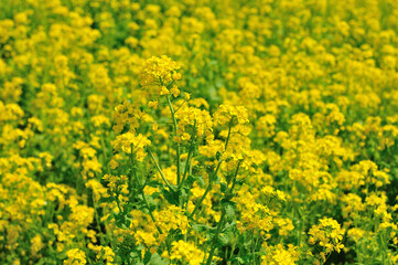 菜の花