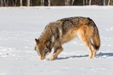 Grey Wolf (Canis lupus) Sticks Nose in Snow in Field Winter
