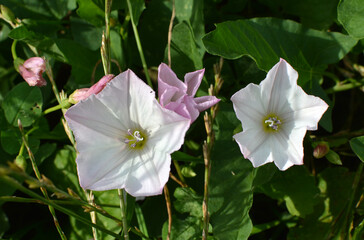 Convolvulus arvensis grows in the field