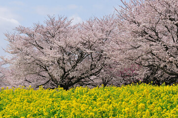 Fototapeta premium 菜の花と桜