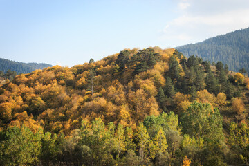 Fototapeta premium Yellow and green trees in forest on mountain with blue sky at autumn landscape.