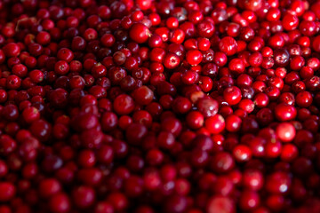 Lots of fresh juicy cranberries. Seasonal autumn berry. Top view.