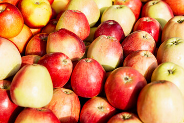 A lot of fresh juicy apples of different colors on the counter. Healthy eating and vegetarianism. Close-up.