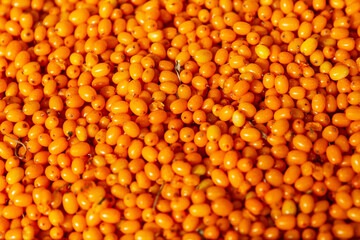Lots of fresh bright sea buckthorn berries. Seasonal autumn berry. Close-up. TOP view.