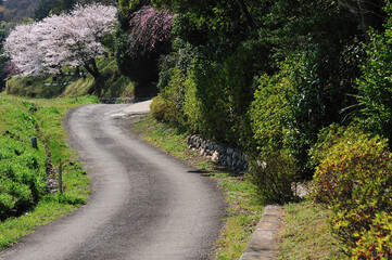 Obraz premium 小路