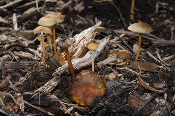 Deer mushrooms (Pluteus cervinus) growing in wood chips in Maryland in early fall.