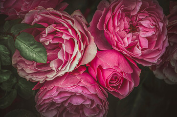 Rosen als Hintergrund Vintage romantisch