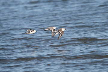 Sanderling searching for food to the rhythm of the waves.
