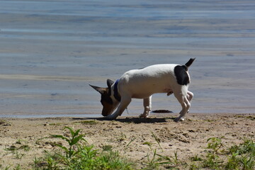 Teddy Roosevelt Rat Terrier at the lake on shore and dock