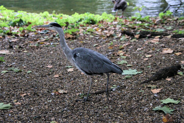 Naklejka premium A view of a Grey Heron