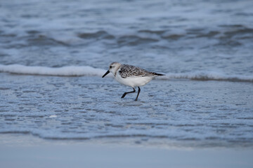 Sanderling searching for food to the rhythm of the waves.