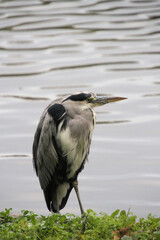 A view of a Grey Heron