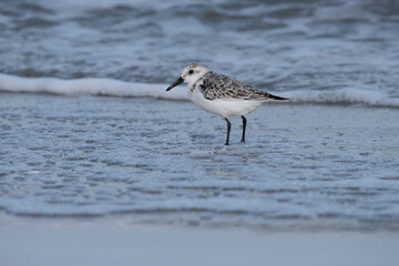 Sanderling searching for food to the rhythm of the waves.