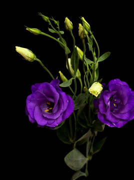 A branching stem of dark purple lisianthus isolated 