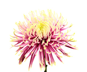 Unusual light green and purple star chrysanthemum isolated on white background