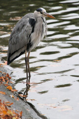 A view of a Grey Heron