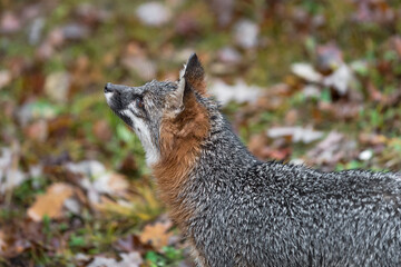 Grey Fox (Urocyon cinereoargenteus) Looks Up and to Left Autumn