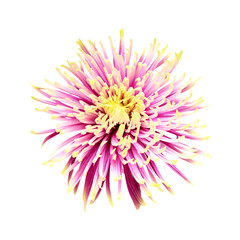 Unusual light green and purple star chrysanthemum isolated on white background