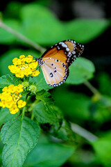 Orange butterfly on a yellow flowe