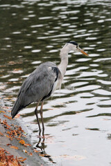 A view of a Grey Heron