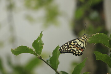 Mariposa en medio de la lluvia se esconde en el verde del albor
