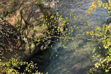 新緑の渓流