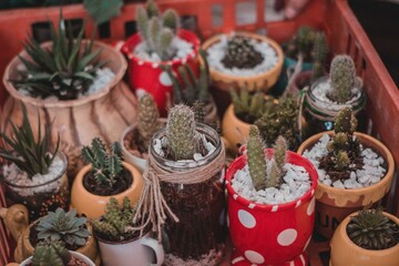 Succulents in a pot