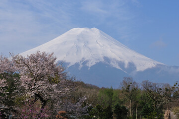 Fototapeta premium 富士と桜