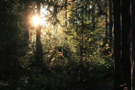 sun in the forest © Илья Кузнецов