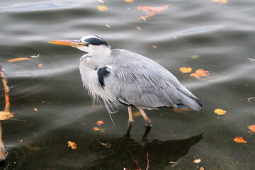 A view of a Grey Heron