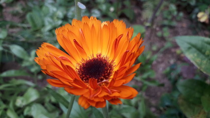 Ringelblume orange