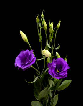 A branching stem of dark purple lisianthus isolated on black background