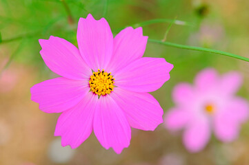 Fototapeta premium コスモス