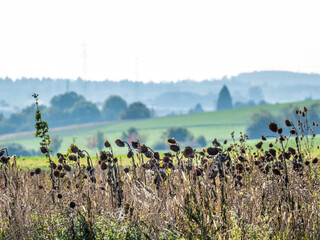 Verwelkte Sonnenblumen auf dem Feld im Herbst