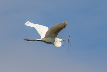 A great egret in flight carrying a branch to build a nest in a rookery near St Augustine, Florida