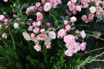 Beautiful big green bush with delicate pink flowers