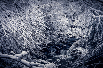 forêt sous la neige dans les alpes en hiver