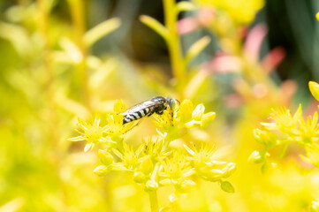An American Sand Wasp (Bembix americana) Seeking Pollen in Bright Yellow Wildflowers